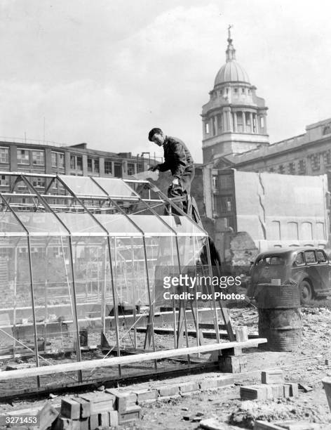 Workman erects a greenhouse under the shadow of the Old Bailey lawcourt on Ludgate Hill. This site will have lawns, trees and shrubs, and rock...