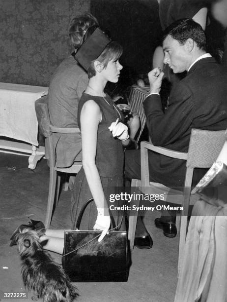 Hairdresser Vidal Sassoon talking to Miss Judy Carne who kneels beside him with her dog.