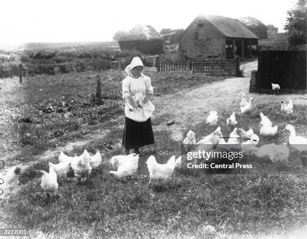 Farm worker feeding the hens at Bentley, Suffolk.