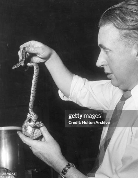 Baby Python Photos and Premium High Res Pictures - Getty Images