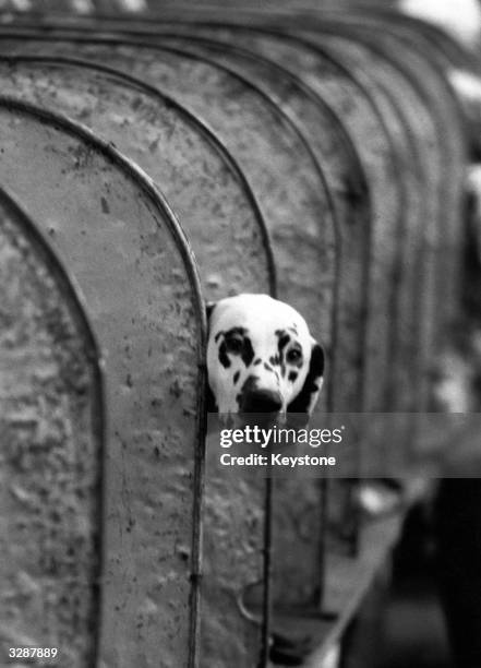 Dalmatian sticks his head outside one of the judging pens, at Crufts Dog Show, London.