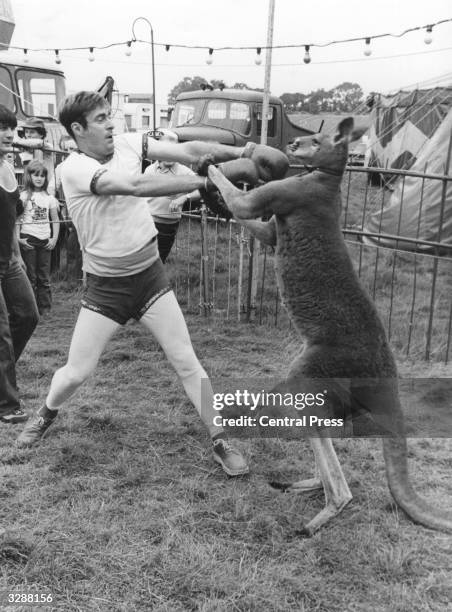 Radio 1 disc jockey, Paul Gambaccini, takes on a boxing kangaroo at Eastbourne circus.