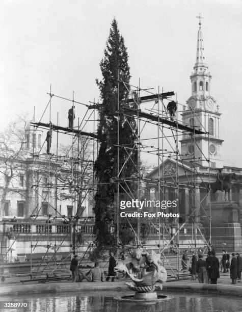 Men erecting the Christmas tree at Trafalgar Square, a gift from the people of Norway to the people of London. This gift is sent every year. The...