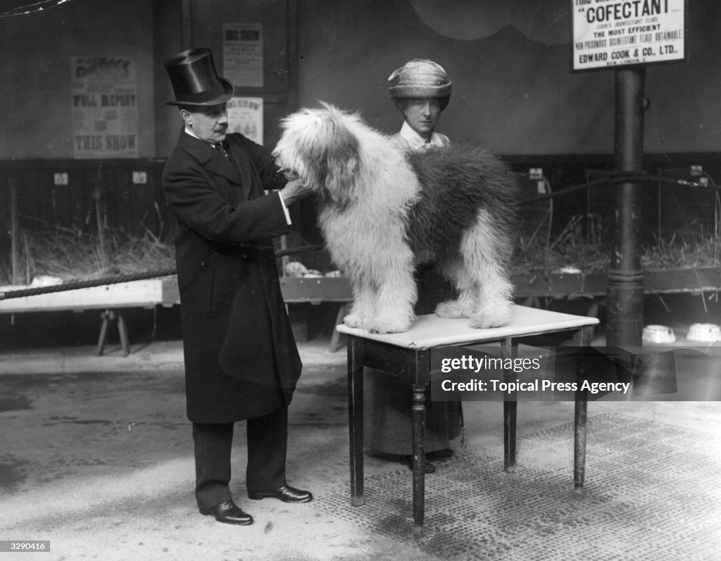 Old English Sheep Dog