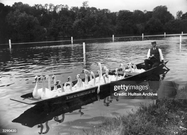 Swans being removed from Henley Reach by punt, in peparation for the practices of Henley Regatta, June 1900.