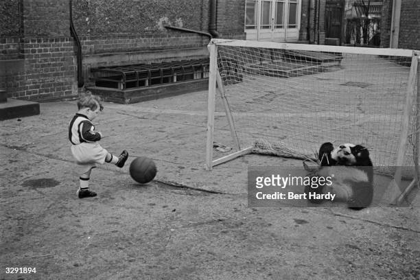 Small boy playing football delivers a shot to goal, with Ming the panda acting as the goal keeper. Original Publication: Picture Post - Our Favourite...