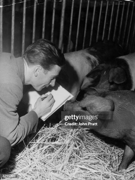 Animator Eddie Radage busy sketching pigs on a farm in Hertfordshire, in preparation for his work on an animated film of George Orwell's book 'Animal...