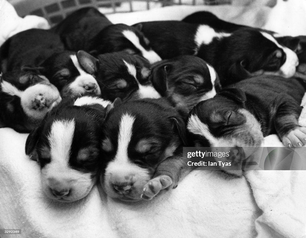 Metric Pups