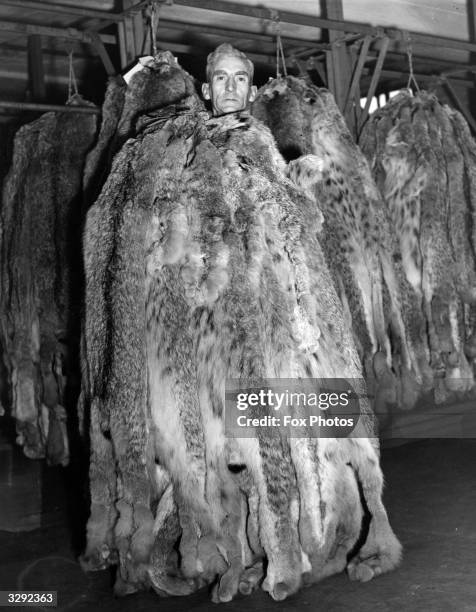 Canadian Lynx skins being shown to buyers at the auction in London which has become the centre of the world's fur trade once again since the war...