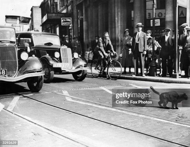 Black cat crosses the road and in the process holds-up the traffic.