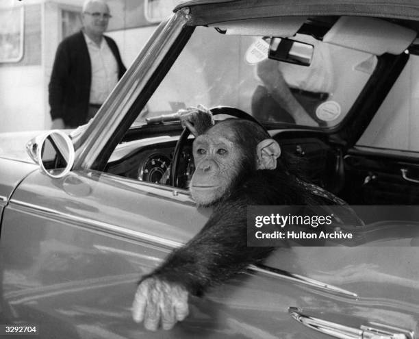 Chimpanzee, called Chee-Chee, at the wheel.