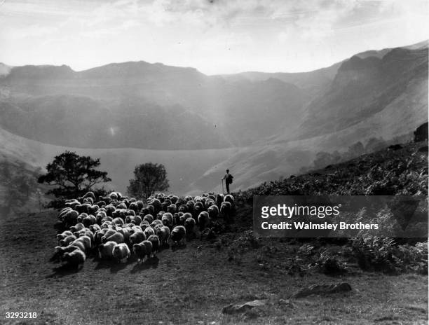 Shepherd herding his sheep through Langdale valley in Cumberland.