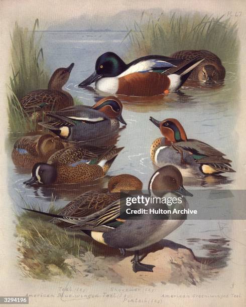 Varieties of ducks, male and female. Clockwise: shovellers, American green-winged teal, male, pintail, American blue-winged teal, and the common teal.