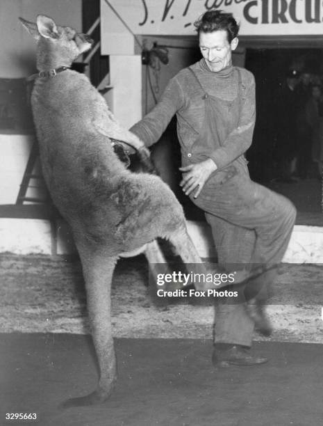 'Rabbit', the boxing kangaroo and his keeper during a sparring bout at the All British Circus, Empress Hall, Earls Court, London.