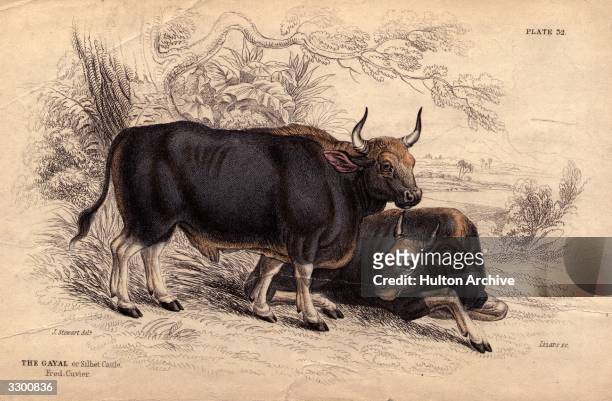 A bull and cow of the Gayal or Silhet breed. News Photo - Getty Images