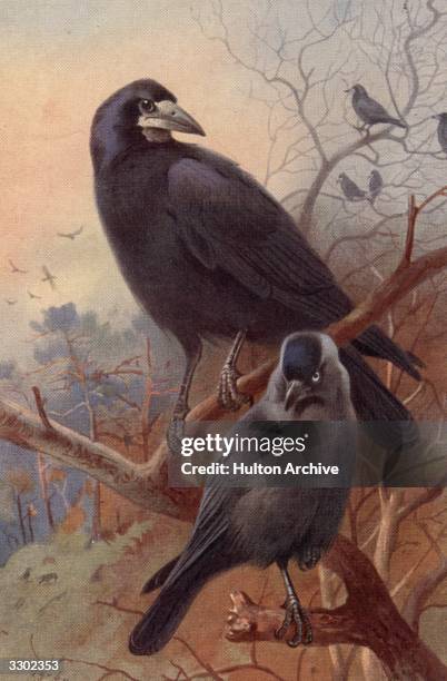 Gabiel Rook Corvidae Family Photos and Premium High Res Pictures - Getty Images