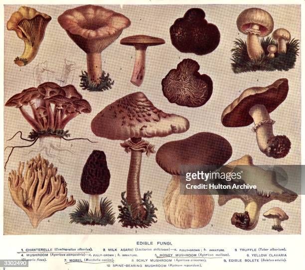 An illustration of edible fungi, including, clockwise, the chantrelle, the milk agaric, the truffle, the mushroom, the spinebearing mushroom, the...