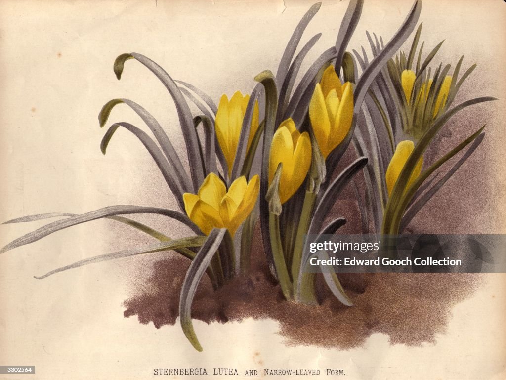 Narrow-Leaved Crocus