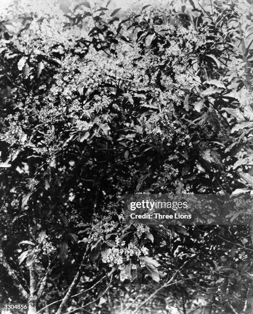 The top of a chincoma tree, whose bark contains the anti-malaria compound quinine.