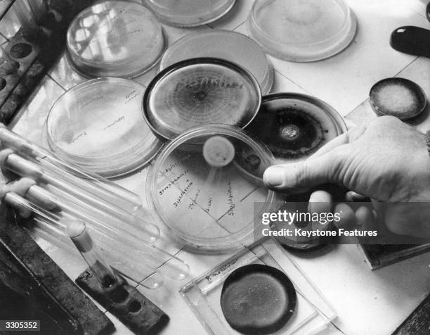Petri-dish of penicillin showing its inhibitory effect on some bacteria but not on others.