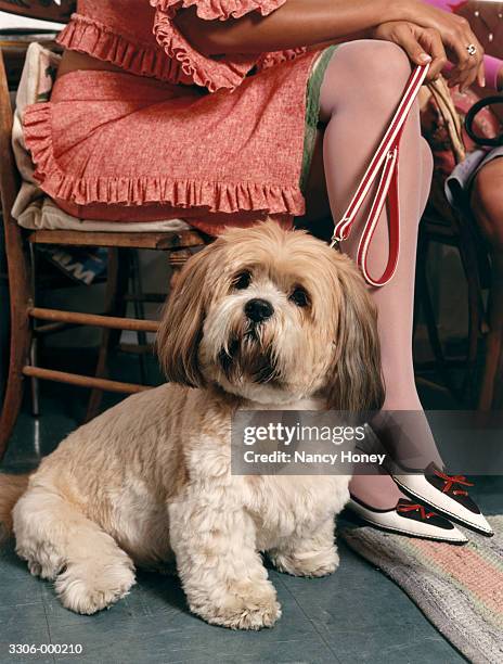 woman's legs and dog on leash - hairy women imagens e fotografias de stock