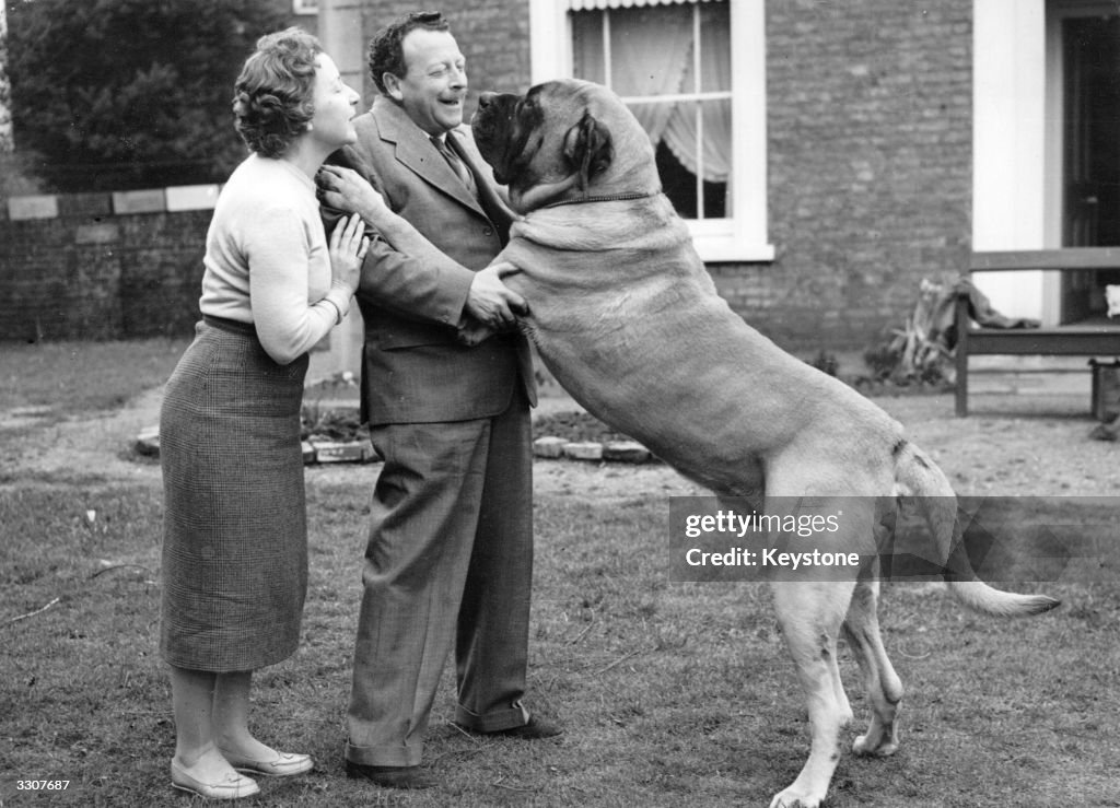 Massive Mastiff