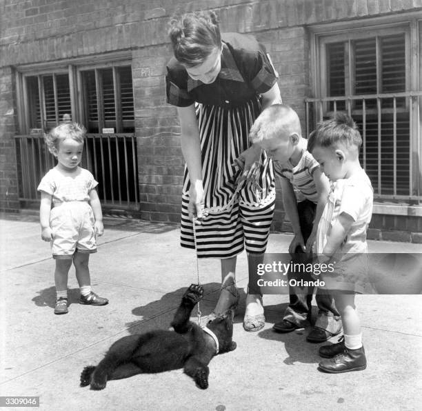Garryl, a small bear, performs her favourite trick of rolling on her back.