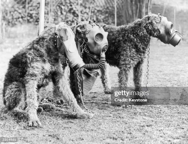 Three Airedale dogs wearing their special gas masks at a Surrey kennel. They are being trained by Lt Col E. H. Richardson.