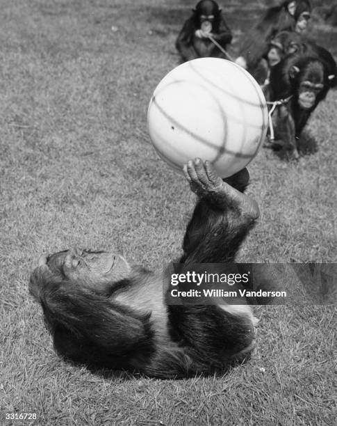 Josie, a chimpanzee at London Zoo, demonstrates her ball control during a game of football.