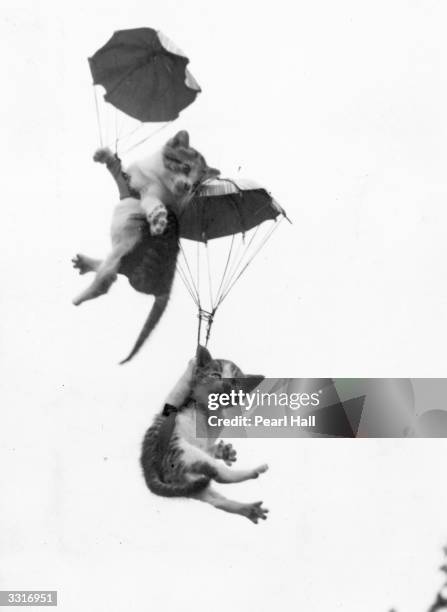 Pair of kittens with parachutes falling from the sky.