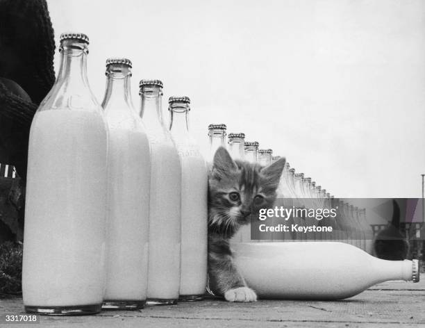 Kitten is surrounded by milk bottles bigger than he is.