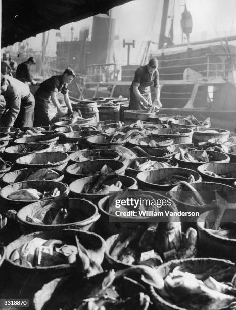 Grading cod, haddock, halibut and other fish on the quayside at Hull.