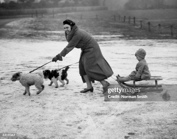 An Essex family and their dogs enjoying an outing in the snow with Mum pulling the sledge for her young son.