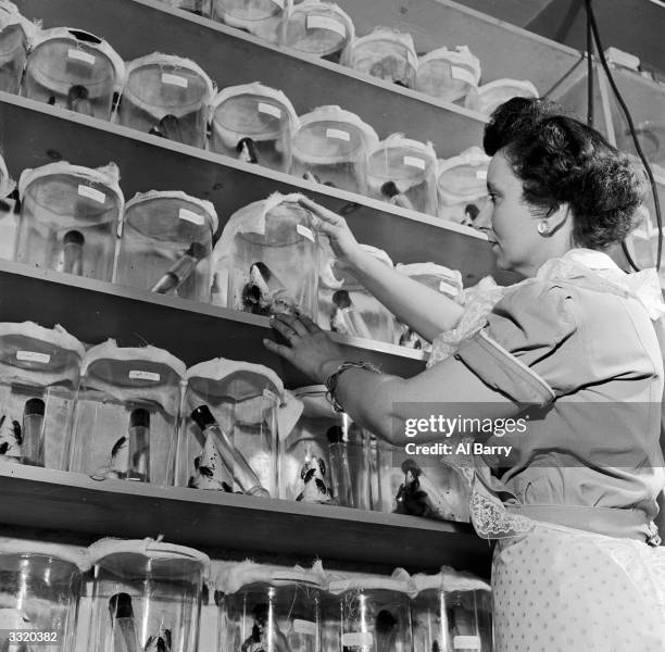 An employee looking at a cockroach in a jar, on a shelf full of cockroaches in jars, in an entomological laboratory.