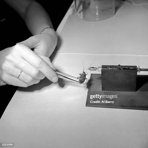 An American cockroach is given a dose of CO2 in a entomological laboratory. This renders it unconscious, enabling a test insecticide to be given by...