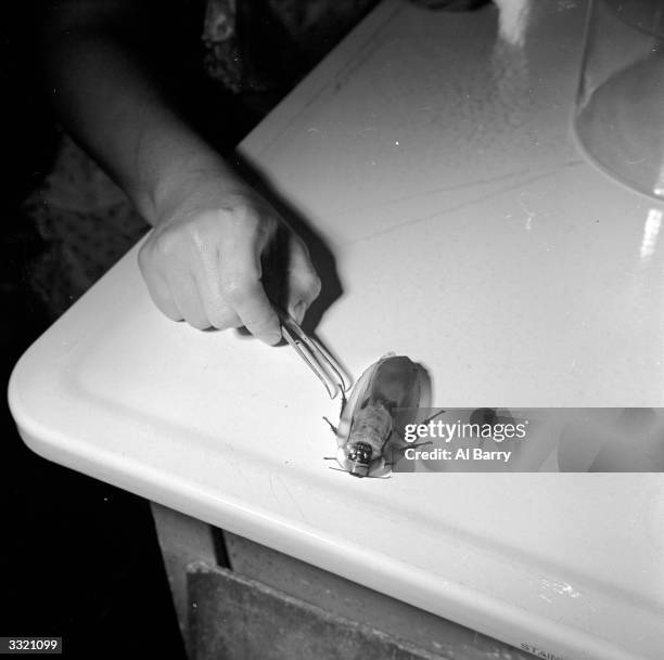 An American cockroach, the largest of the species, beside a technician's hand in an entomological laboratory in the US.