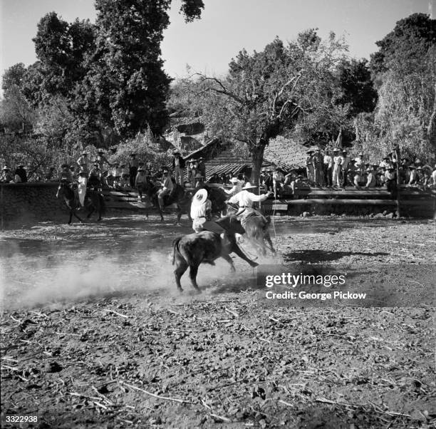 Mexico Bull Rider 263 Mexican Bull Riding Stock Photos, High-Res Pictures, and Images ...