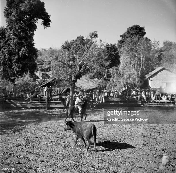 Mexican charro lassos a rope around a bull in a corral.