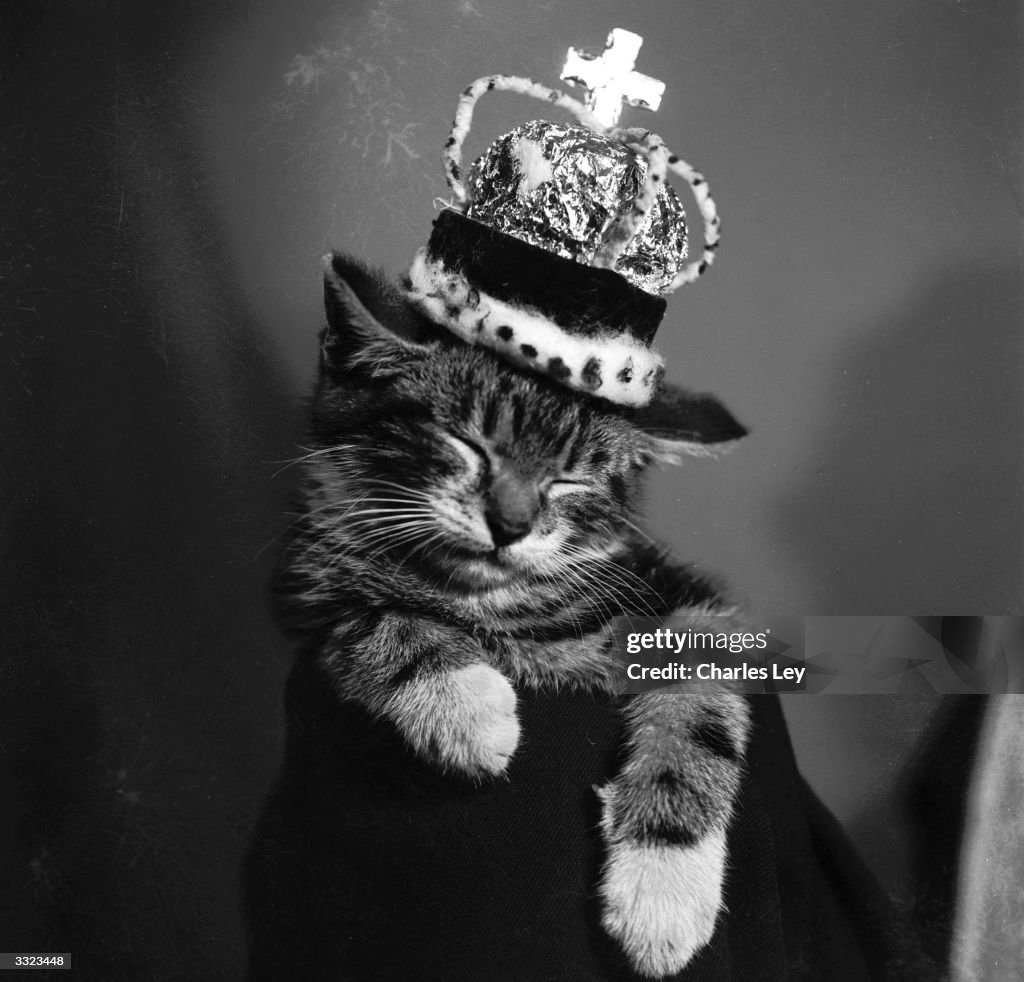 Royal Cat