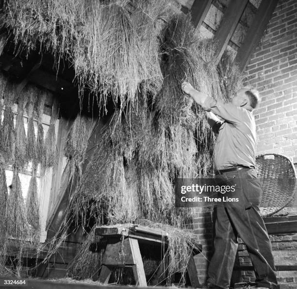 Flax straw hung up in an attic to dry at the Farmers Museum in the village of Cooperstown in New York State.