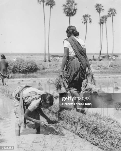 Women at work transplanting seedlings in a rice field on the Malabar Coast in the south-west of India. Before transplanting, the fields are submerged...