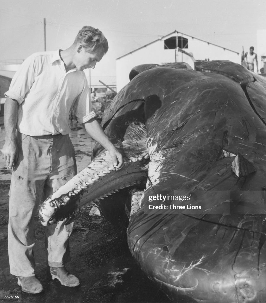 Sperm Whale