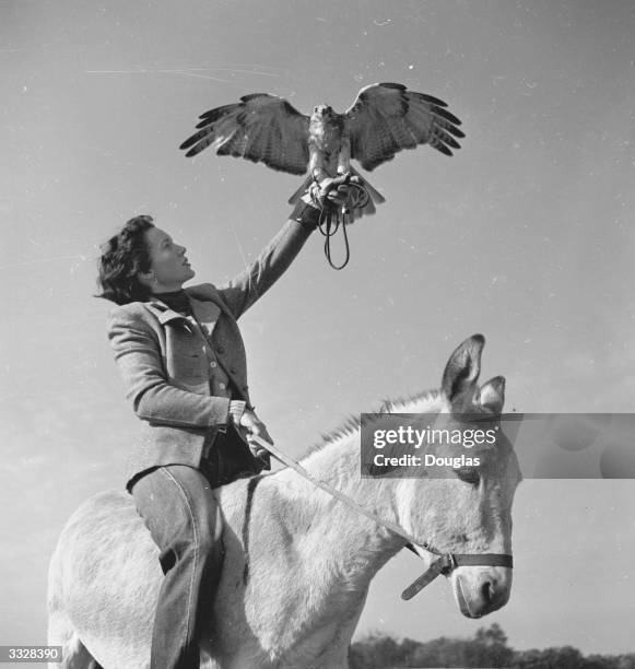 Trainer holds her hawk aloft which is spreading its wings in readiness for flight. The trainer is riding a Sicilian donkey, low slung and easy for...