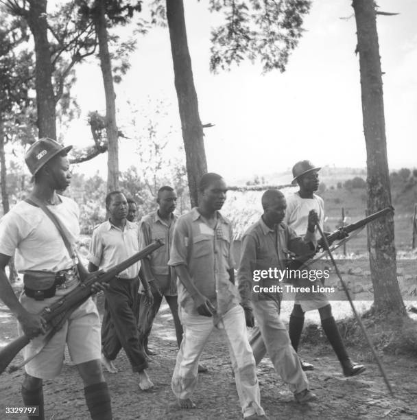 Men suspected of being members of the secret society Mau Mau are led away by Kenyan police during the uprising in Kenya.