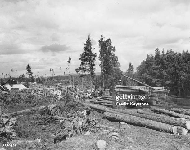 The Ballogie Estate near Aboyne, Aberdeenshire, north east Scotland, where work is in progress after gale-force winds caused severe damage to 156...