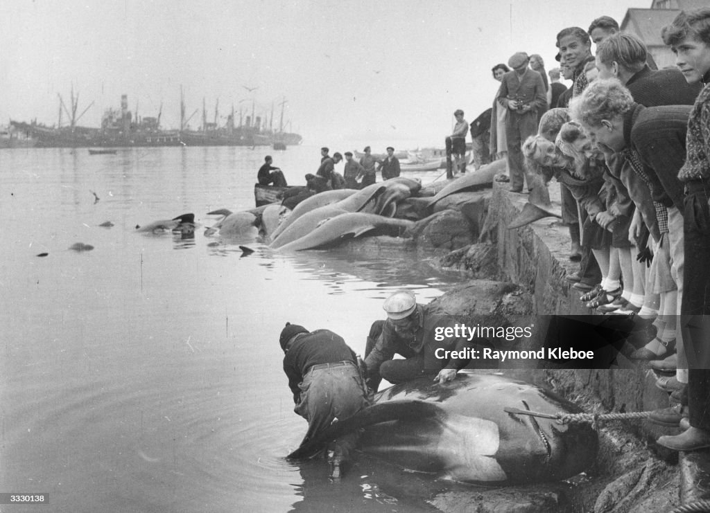 Inspecting Whales