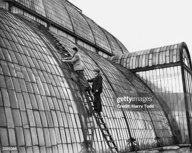 Mr Fred Bissell and Mr W Turner replace panes of glass on the Great Palm House at Kew Gardens in London.
