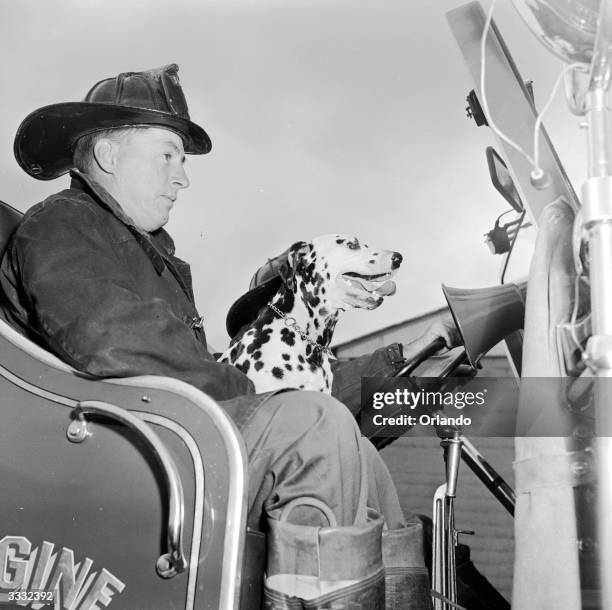 Spanner the dalmatian fire dog at the South Portland Fire Department, Cash Corner Station in the USA.