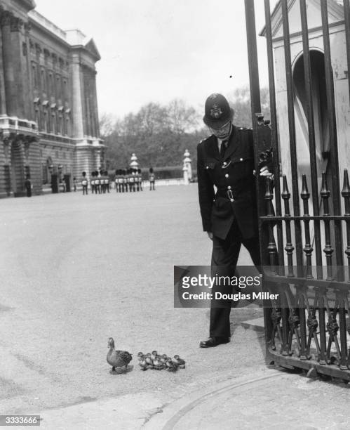 Policeman at Buckingham Palace holds the gate open so that a duck and her ducklings, from nearby St James's Park, can leave the palace forecourt.
