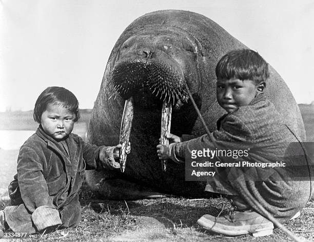 Two Inuit children at Point Barrow, Alaska, holding the tusks of a large walrus, probably killed for food.
